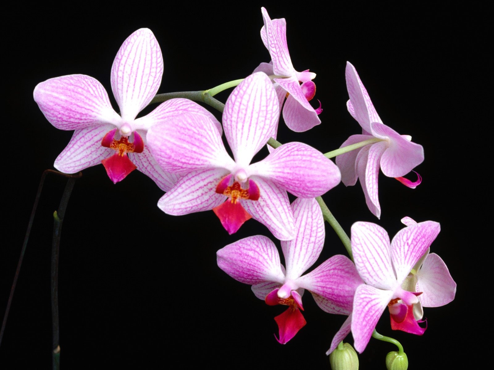 Cvetne zanimljivosti Orchid-HD-Desktop