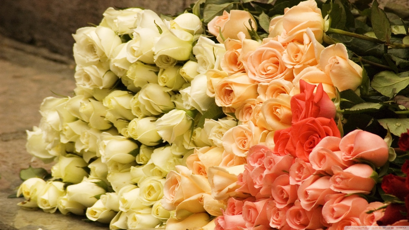 ورود جميلة  - صفحة 2 Bunch_of_roses-wallpaper-1366x768