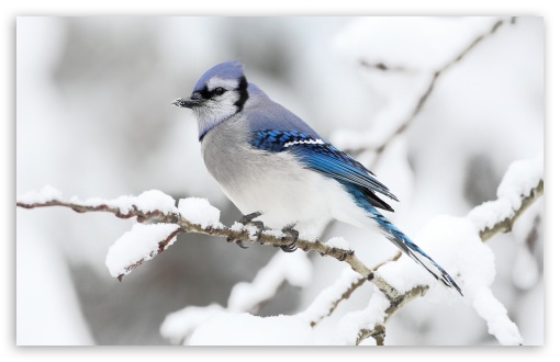 Bonne Mardi Beautiful_bird_winter-t2