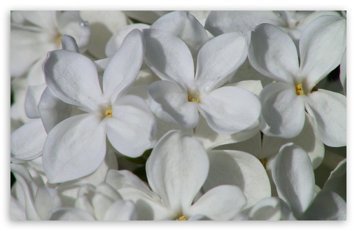 Florile placere pentru ochi si suflet I - Pagina 4 White_lilac-t2