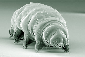 Le Tardigrade Water_bear_p1