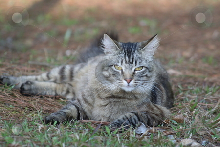 DoubleClan ~Med. cat assistant en Med. cat Apprentice nog beschikbaar!~ Cutcaster-photo-100028679-Brown-tabby-cat