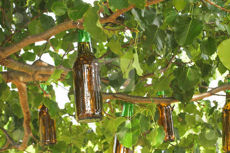 illas Cies - Página 4 Cutcaster-photo-100041499-Beer-Tree