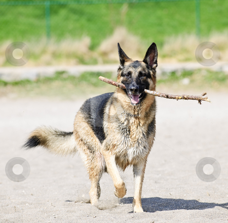 Scavenger Hunt! - Page 29 Cutcaster-photo-100706584-German-Shepherd-dog-on-beach