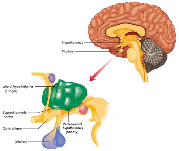 من قلبي ... كنت احبك Hypothalamus