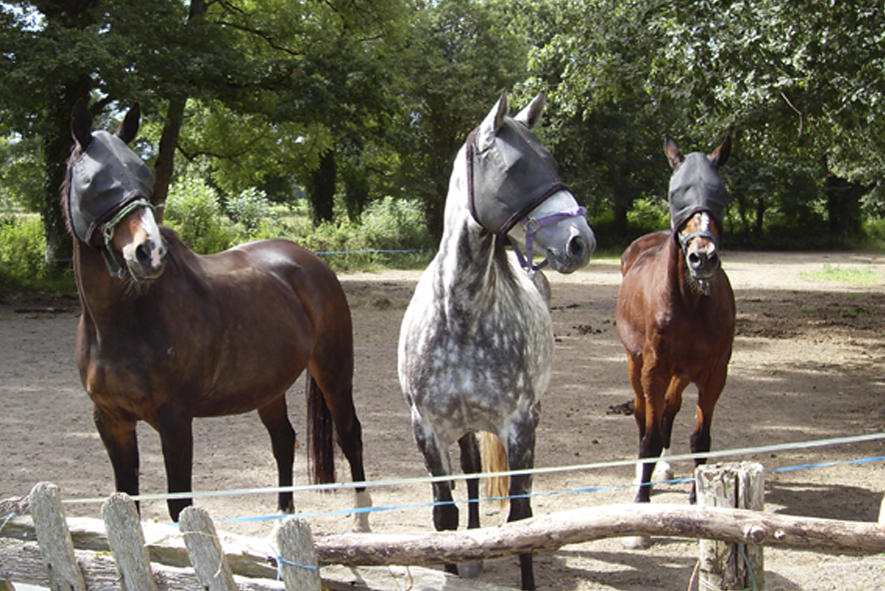 Concours photos Groupe-chevaux