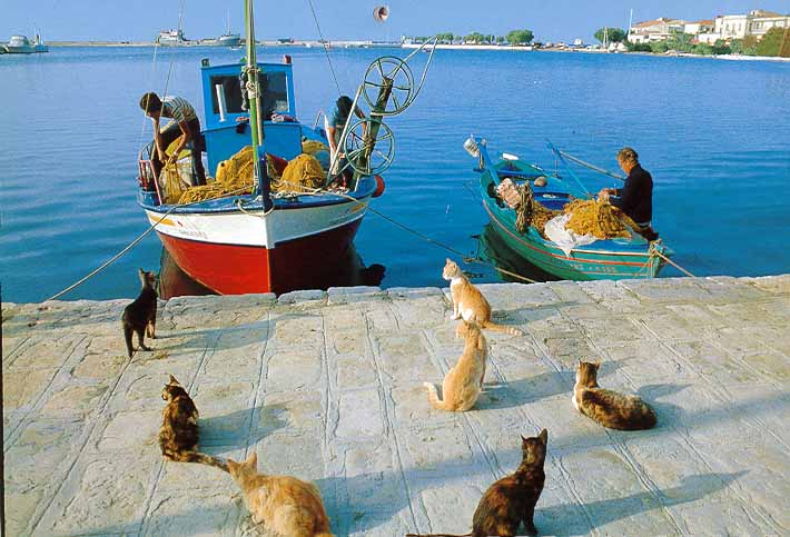 La Grèce et les chats Retour_peche