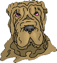 shar-pei 15