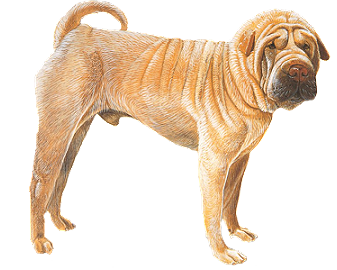 shar-pei 5