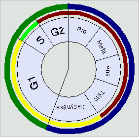 mitose Cycle