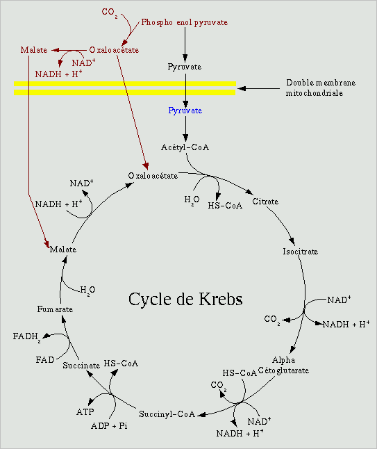 le cycle de krebs Krebs