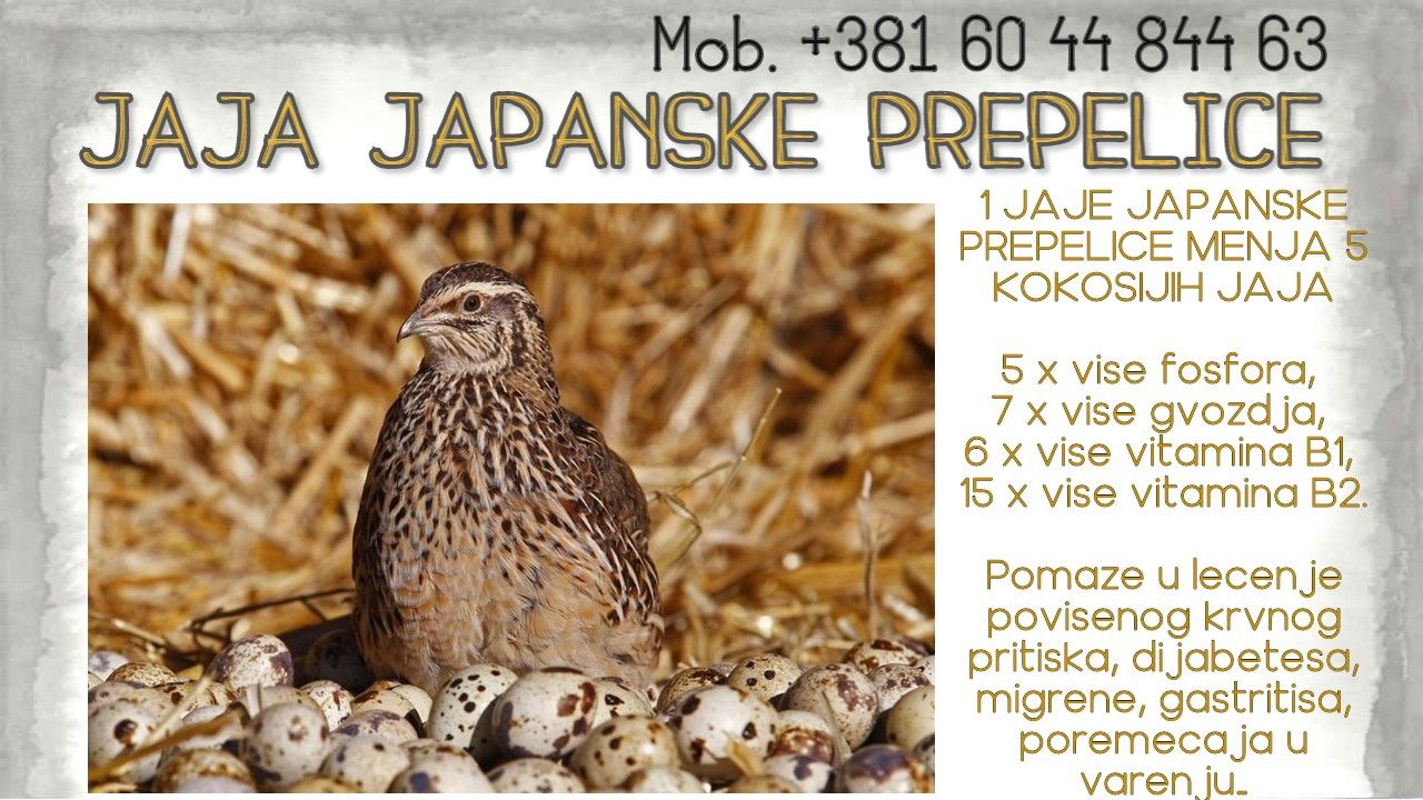 Jaja japanskih prepelica (oplodjena) Res_jaja-od-prepelice-1572069474