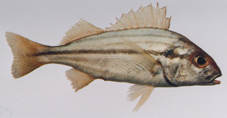 أنواع الأسماك في الخليج 5