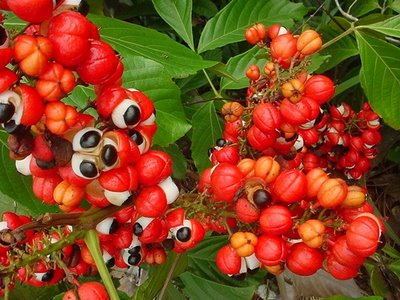 O Guaraná e os seus efeitos Guarana