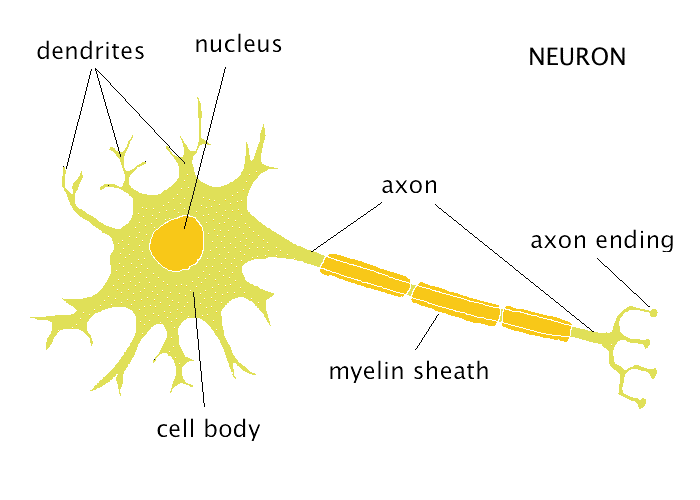 The Neuron Neuron
