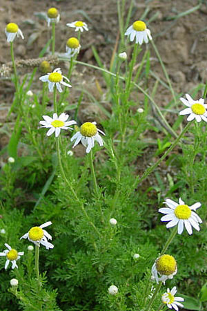 أنواع الاعشاب المفيده للشعر Corn_Chamomile