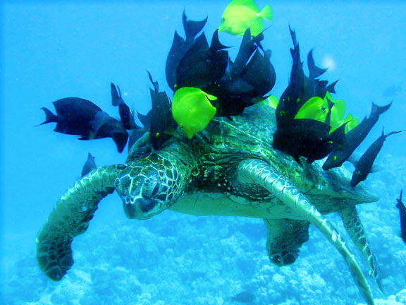 Une tortue insolite... la tortue chevelue! Green-sea-turtle_joshue-rose