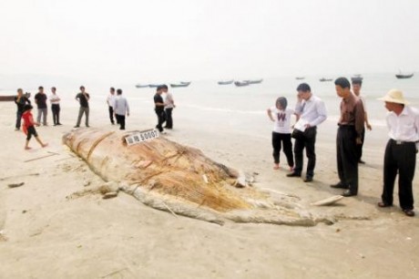 Nje''monster detare'' gjendet ne nje plazh te Kines... Chinafish-460x306