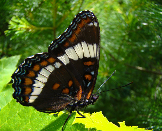 butterflies 575414926_jnL8y-M