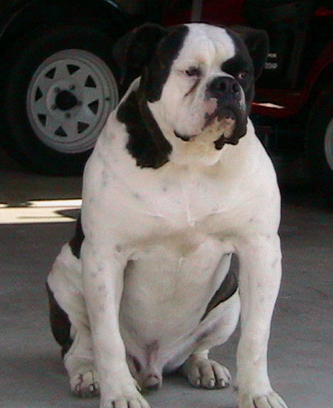 american bulldog 113_1341