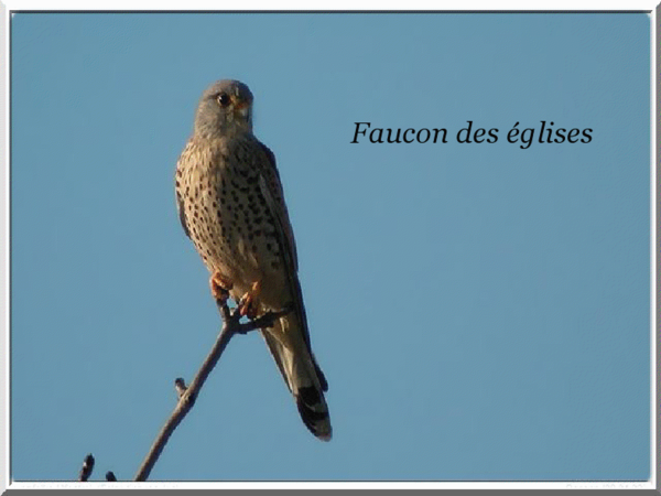 Les animaux (photos,textes....) 10f8b28d