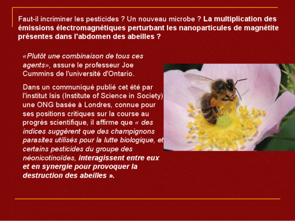 animaux - Photos et textes sur les animaux(Raton laveur+Le Maki catta+ 950fcd4b