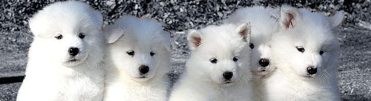 Samojed (samoyed) - Page 2 Samoyed-puppies