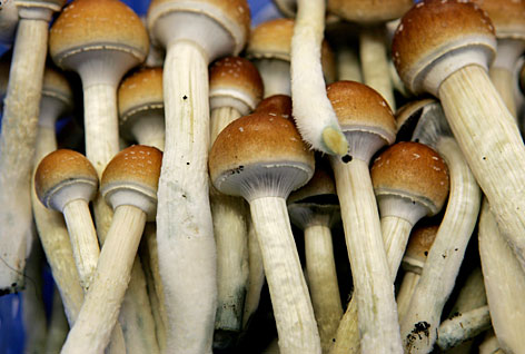 World’s First Psilocybin Microdosing Nasal Spray Developed In Jamaica Mushrooms-magic