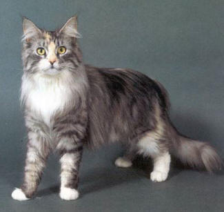 GATO MAINE COON MaineCoon2