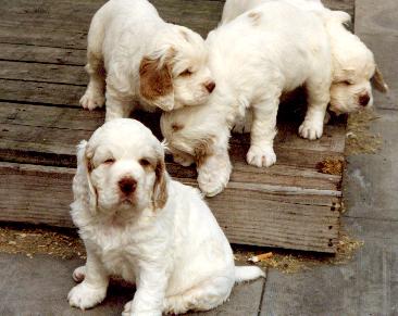 Clumber spaniel Cluber