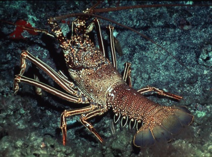 La Inmortalidad en la Naturaleza Langosta