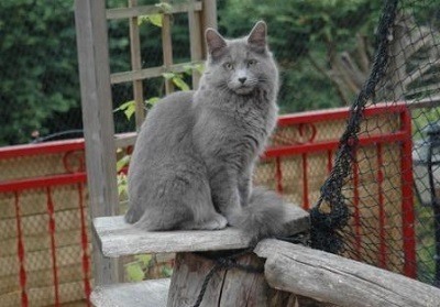 Niebla // ID // Completa Nebelung-2