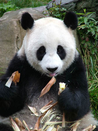 கரடி குட்டிகள் Giant-panda1C-David-Sheppar-81461