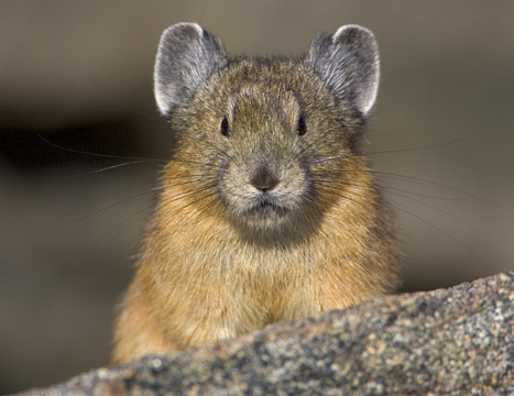 Pika - Langue commune de l'empire Kusopaaka Pika2