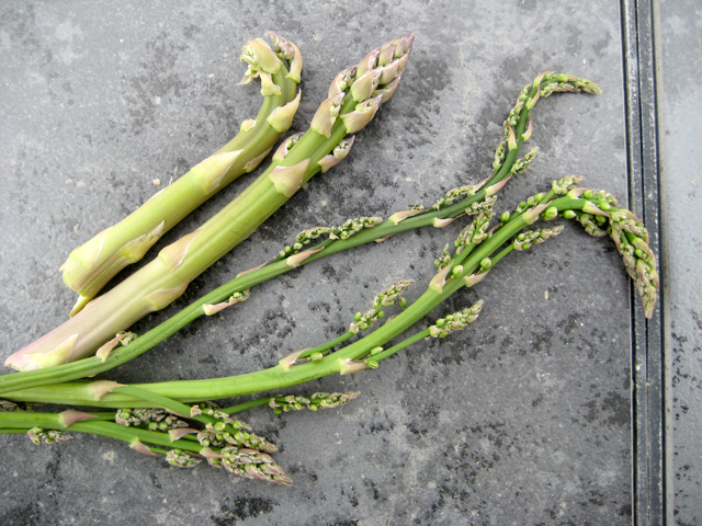 Living Off the Land: 52 Highly Nutritious, Wild-Growing Plants You Can Eat Wild-asparagus-fort-collins