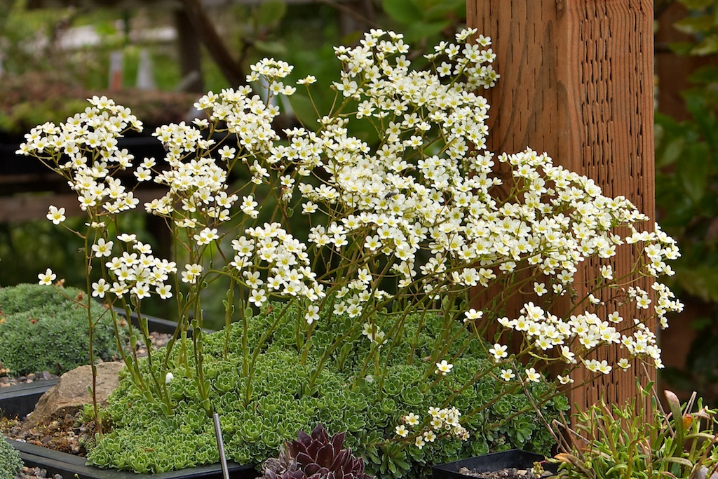 Semis de Saxifraga - Page 3 Saxifraga-paniculata-brevif