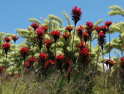 VƯỜN CÂY HOA ĐV I - Page 15 Cordyline-fruticosa-6