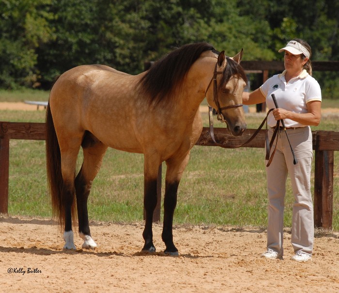 Welsh Section B Pony Stallion - He's bringing sexy back... CarolinaWelsh07%20%201001