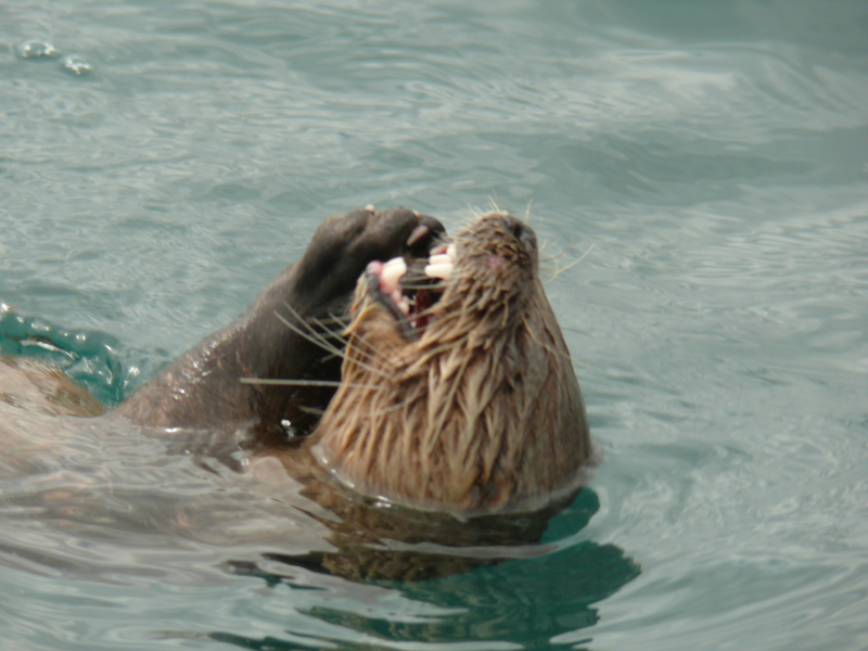 P'tit coucou du bout du monde ! Loutre