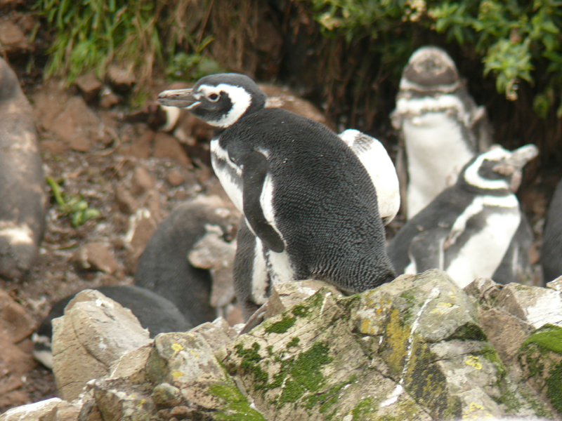 P'tit coucou du bout du monde ! Pingouin