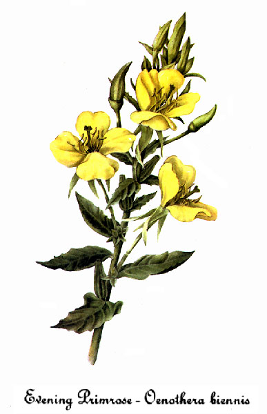 زهرة الربيع المسائية تحسن التركيز والانتباه و أعراض الشيخوخة Oenothera_biennis-2