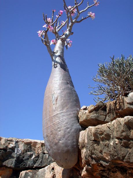 Σοκότρα: το πιο παράξενο νησί στον κόσμο Socotra-island-tree