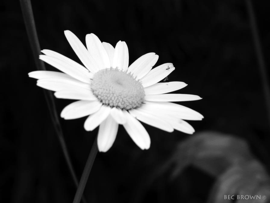 ابيض واسود - صفحة 75 Black-and-white-daisy-flower-2