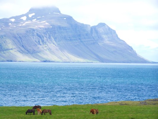 Islande 2008: les photos et videos Chevaux%20Reydarfjordur%202%20r