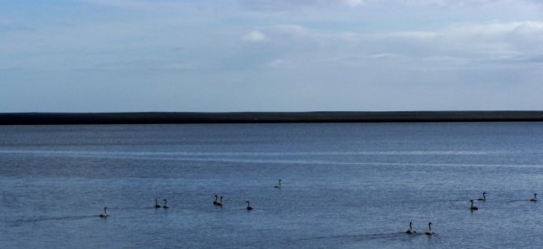 Islande 2008: les photos et videos Cygnes%20plage%20lon%20r