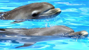   اكتشاف نوع جديد من الدلافين في جنوب شرق أستراليا 110915114933_dolphins_304x171_ap_nocredit