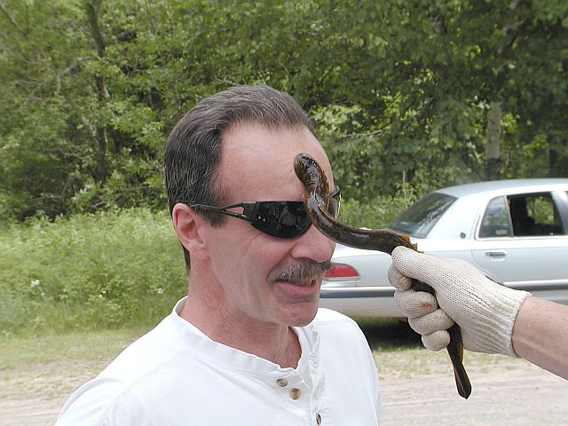 Wild fish in Kelsey Creek, Bellevue 13lamprey_hickey