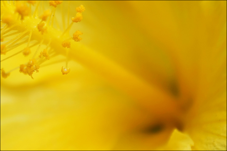 மஞ்சள் மலர்கள். Yellow_pollen