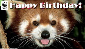 HAPPY BIRTHDAY SWARLEY BirthdayRedpanda-sm