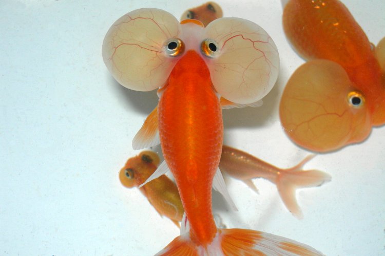 Bad breeding, deformation and aesthetic cruelty Goldfish